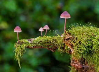 Co można zrobić z grzybów na zimę?