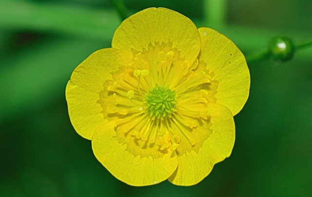 Co pije patyczak? Co pije patyczak?