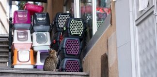 Ile kosztuje transporter dla kota w sklepie zoologicznym?