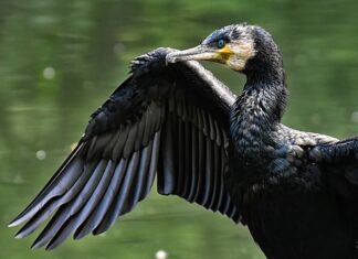 Jaka dawka Carbo na glony?