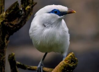 Jaki jest najrzadszy grzyb w Polsce?