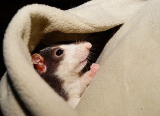 Ile trwa oswajanie gekona? Ile trwa oswajanie gekona?