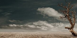 Co siać na słabej glebie?