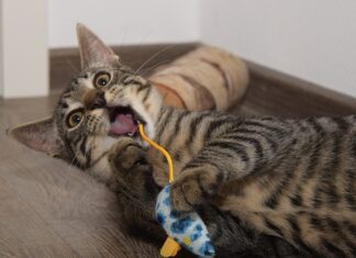 Jak wybrać najlepszą karmę weterynaryjną dla kota